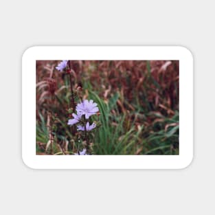 Chicory Flower Magnet