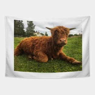 Scottish Highland Cattle Calf 2061 Tapestry