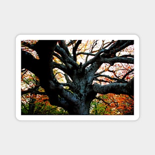 Huge trunk of a beech tree with numerous massive interwoven branches in Canfaito forest Magnet