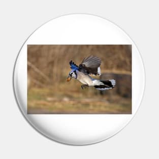 Have nut - Will travel - Blue Jay Pin