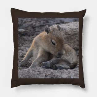 Capybara pup Pillow