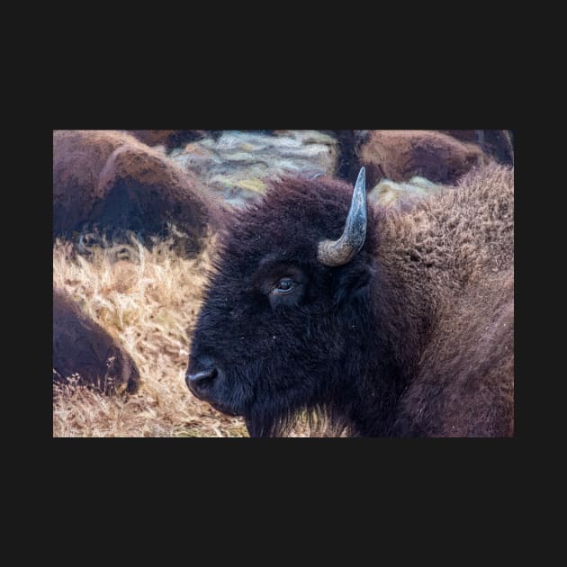 American Bison Woolaroc Oklahoma by Debra Martz