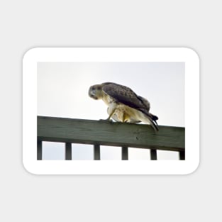 Red Tail Hawk Glare Magnet