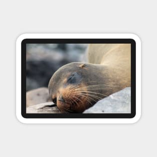 Sea Lion Whiskers Magnet