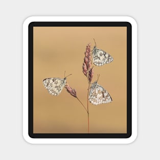 Three Marbled White Butterflies on a Grass Stalk Magnet