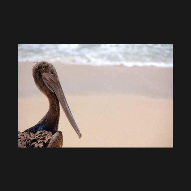 Brown Pelican by randymir