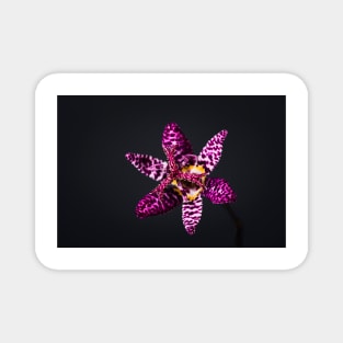 Japanese Toad Lily Flower Magnet