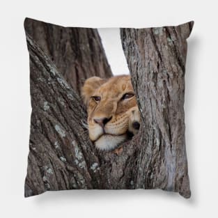 Young Masai Lion on a Tree Pillow