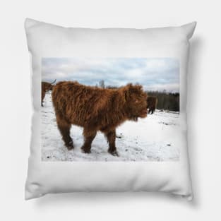 Scottish Highland Cattle Calf 1610 Pillow