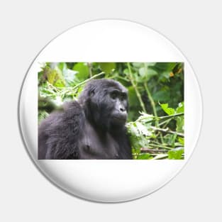 Female Gorilla in Kigali National Park, Uganda Pin