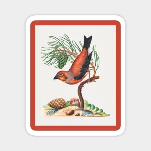 Red crossbill with Scots pine vintage nature art Magnet