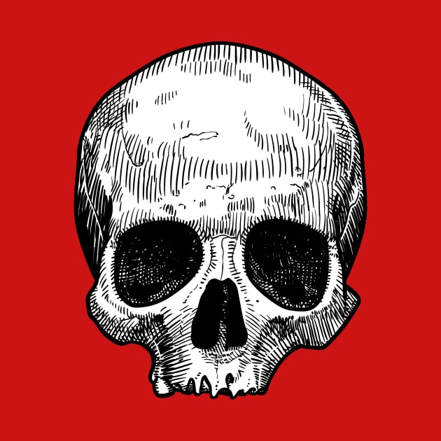 Drawing of a skull by StefanAlfonso