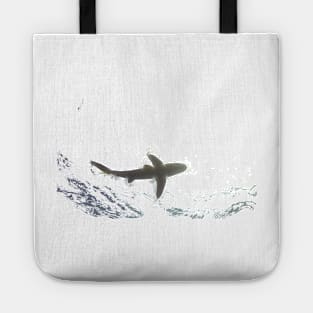 requin longimanus egypte Tote