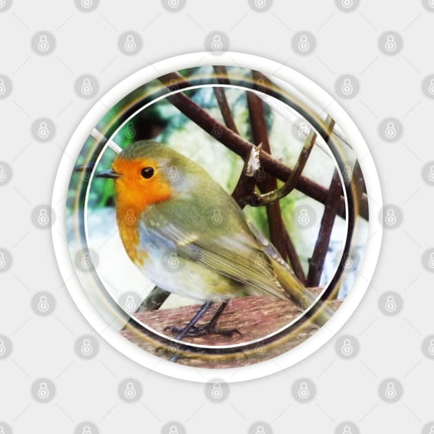 European Red Breast Robin Magnet by JadeGair