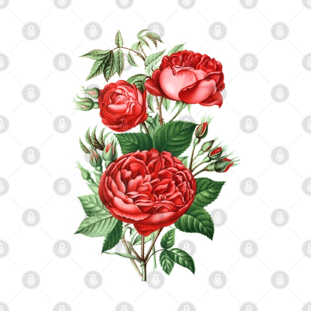 Red Rose Flower Bouquet by Biophilia