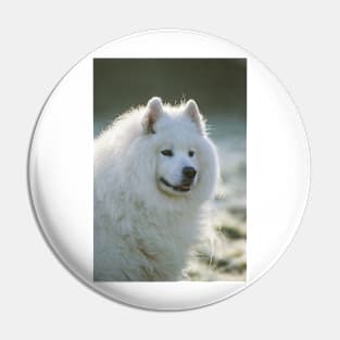 Smiling Samoyed Pin