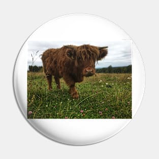 Scottish Highland Cattle Calf 2059 Pin