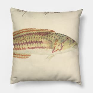 Mullup by Luigi Balugani Pillow