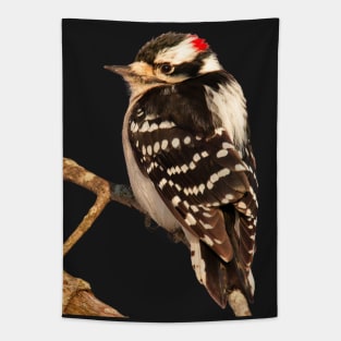 Downy Woodpecker with no background Tapestry