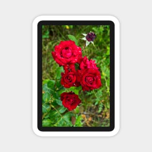 Beautiful natural roses with water drops photographed after rain Magnet