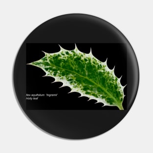 Ilex aquifolium  &#39;Ingramii&#39;  Holly leaf Pin