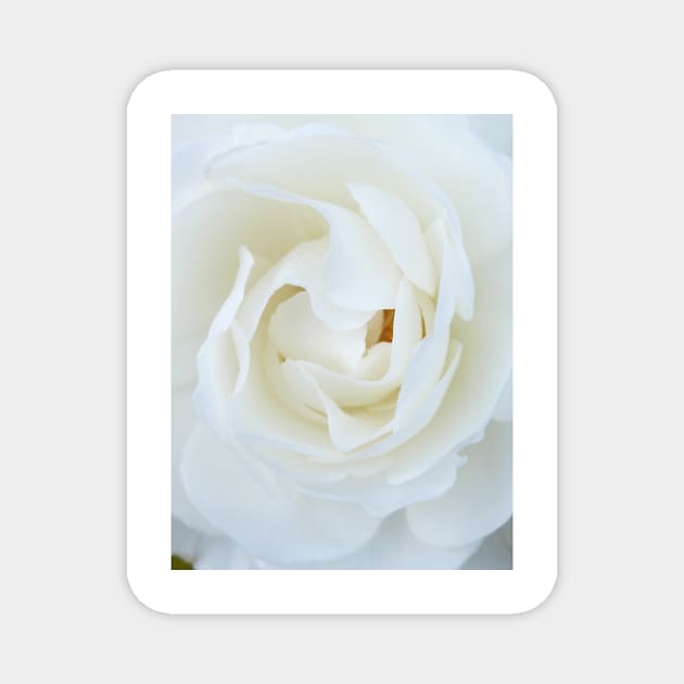 The Queen of Roses Magnet by PictureNZ