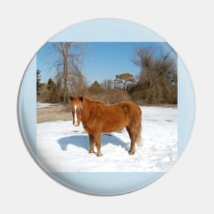 Wild horse, Assateague Island, wildlife, gifts Pin