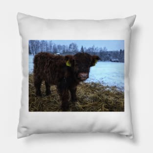 Scottish Highland Cattle Calf 1635 Pillow