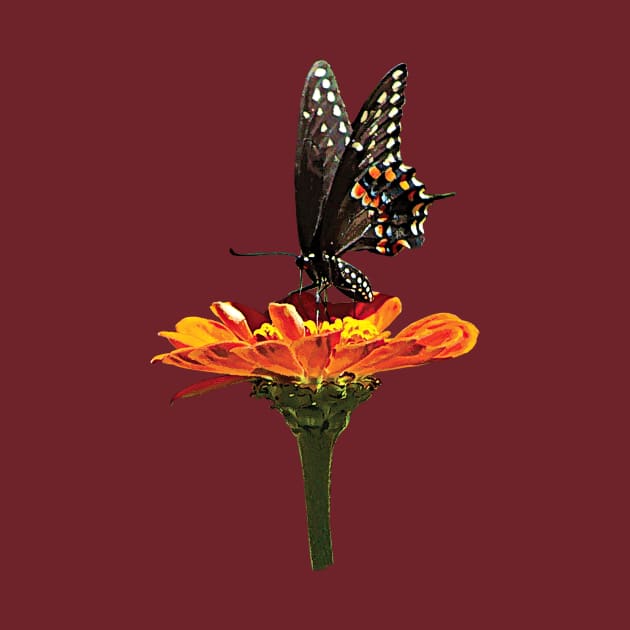 Zinnias - Black Swallowtail on Orange Zinnia by SusanSavad