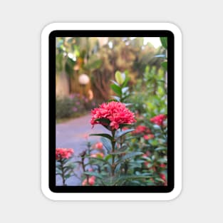 Chinese Ixora Magnet