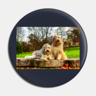 Bearded Collies Posing In The Wind Pin