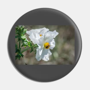 White Prickly Poppy Pollinator by Debra Martz Pin