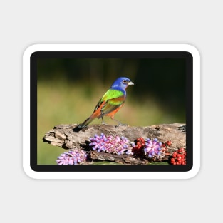 Painted Bunting Bird Male Magnet