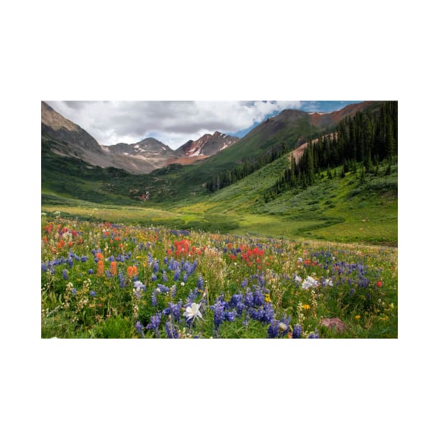 Alpine flowers in Rustler's Gulch, USA (C006/5999) by SciencePhoto