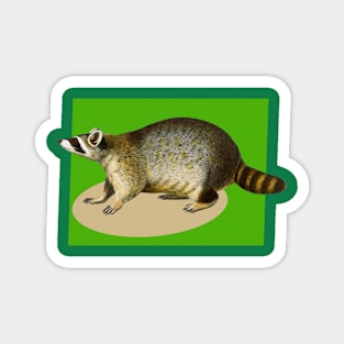 raccoon on a green backcolor Magnet