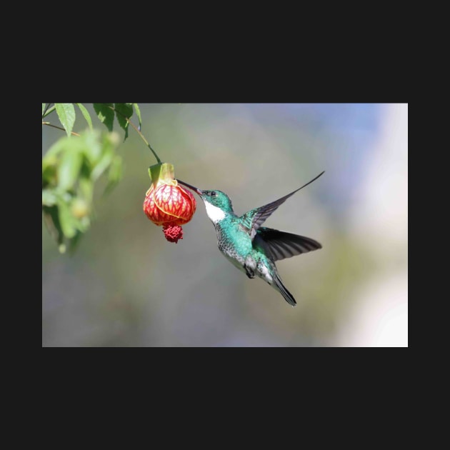 White-throated Hummingbird by mjoncheres