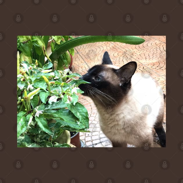 Vegan Siamese cat by Khala