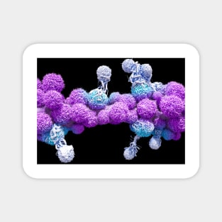 T cells attacking cancer cells (C025/6875) Magnet