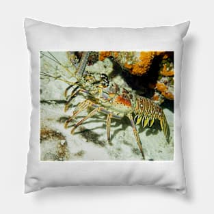 Caribbean Reef Lobster showing its beautiful colors Pillow