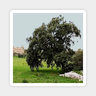 Old Cork Oak Tree Meadow Magnet