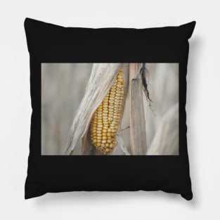 Field Corn Awaiting Harvest Pillow