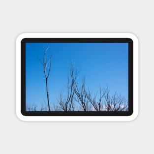 Bare branches Magnet