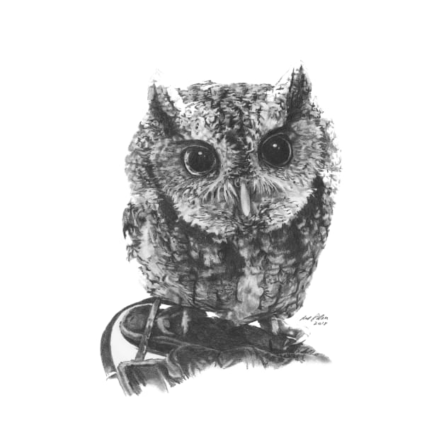 Eastern Screech Owl by allthumbs