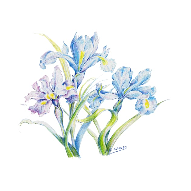 Color pencil of Iris blooms by ShiningLightGallery