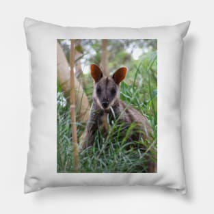 Brush-tailed Rock Wallaby Pillow