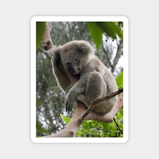 Koala Magnet