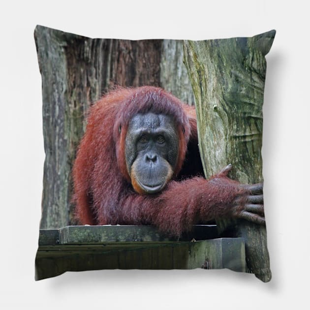 Bornean Orangutan Pillow by LeanneAllen