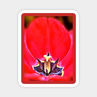 Tulip Magnet