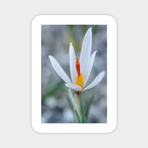 Crocus fleischeri Magnet by chrisburrows