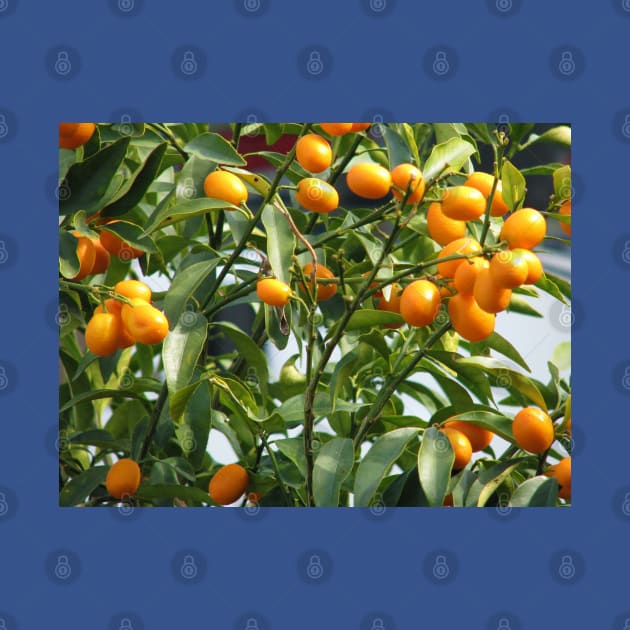 Kumquat tree by FriendlyComputerHelp